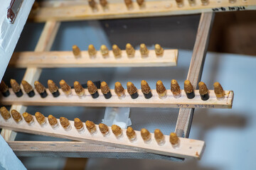 Placed capped queen cell in an incubator for nice temperature incubation. quality of honey bee queens was examined after period of pre-imaginal development. Artificial insemination for breed bees.