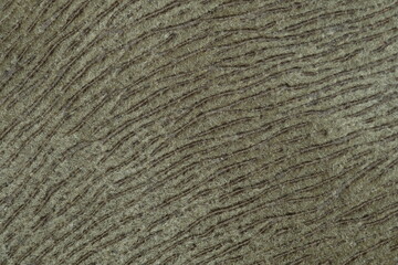 hairy natural fur pattern texture background. Image photo