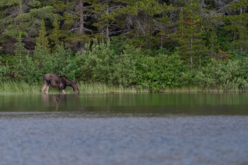 Moose Grazes In Lake