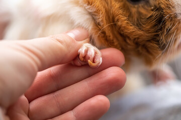 pruning claws of guinea pig at home. Step 2. Holding one paw of guinea pig and gently pulling it out before circumcision.