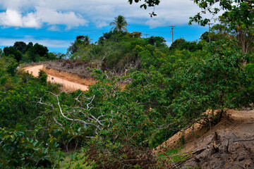 Estrada de terra através da floresta tropical Mata Atlântica