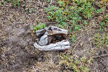 old branch on the ground