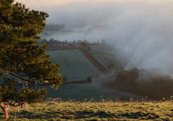 a beautiful sunrise view of the mist filled Pewsey Vale from next to the lone Scots Pine, Martinsell Hill, Wiltshire
