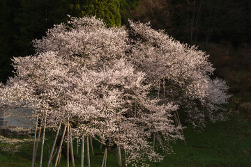 飛騨一之宮　臥龍桜