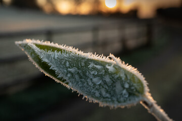 Close up of a bamboo leaf covered in frost. Bamboo macro leaf shot with sunrising in the background. Cold frosty English morning in winter