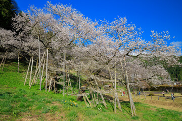 Fototapeta premium 飛騨一之宮 臥龍桜