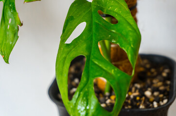 adansonii, background, beautiful, beauty, botanic, botanical, botany, bright, bug, closeup,...
