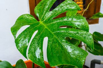 Closeups of a Monstera deliciosa philodendron plant leaves © AgungKY