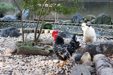 つがいの碁石チャボ