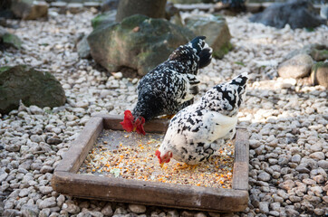 つがいの碁石チャボ