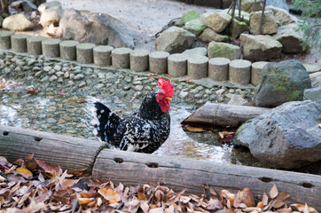 つがいの碁石チャボ