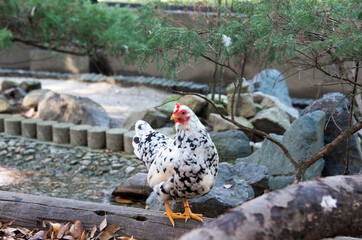 つがいの碁石チャボ