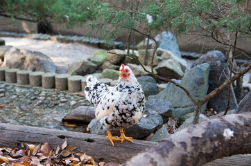 つがいの碁石チャボ