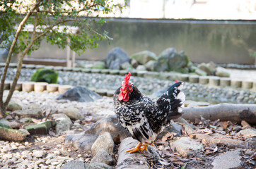 つがいの碁石チャボ