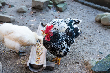 つがいの碁石チャボ