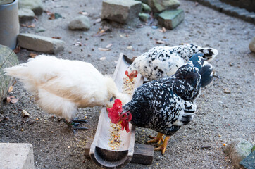 つがいの碁石チャボ