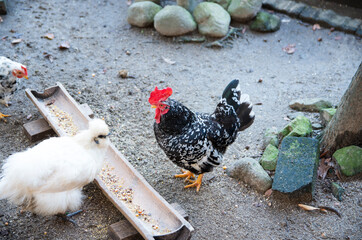 つがいの碁石チャボ