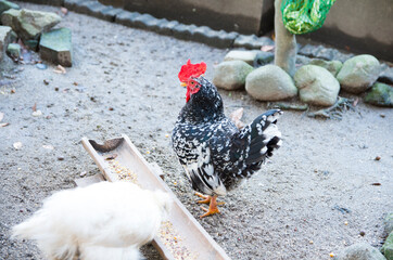 つがいの碁石チャボ