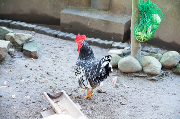 つがいの碁石チャボ