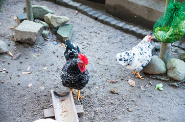 つがいの碁石チャボ