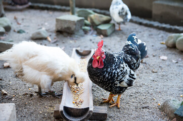 つがいの碁石チャボ