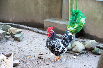 つがいの碁石チャボ