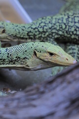 close up of a lizard