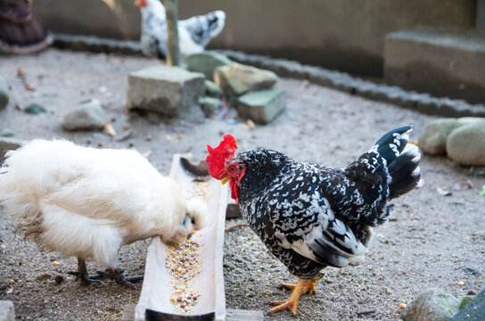 「チャンパ王国」の写真素材 225件の無料イラスト画像 Adobe Stock