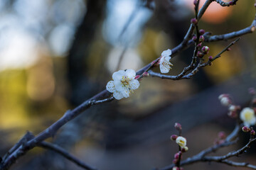 新春の梅の花