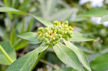 Euphorbia heterophylla grass flower in nature garden