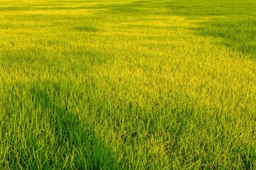 Fototapeta na wymiar fresh green rice tree in country Thailand