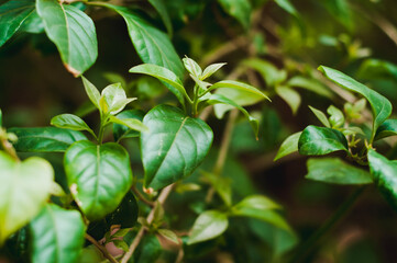 green leaves in the forest