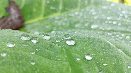 water drops on a leaf