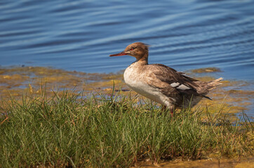 Common Merganser, Female standing in grass at edge of water