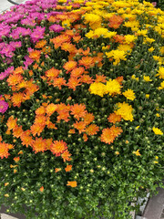 Obraz premium flowers in the park