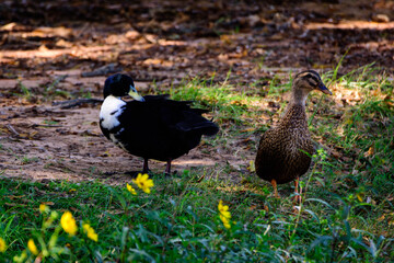 _DSC4673-Male and Female Mallards 