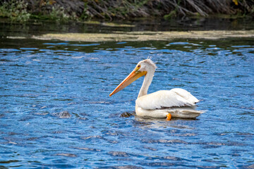 American White Pelican swimming in water