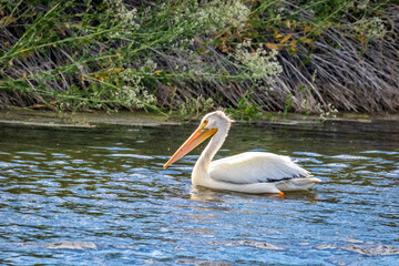 American White Pelican swimming in water