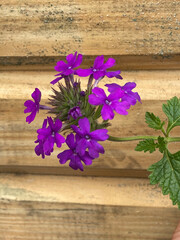 flowers on wooden background
