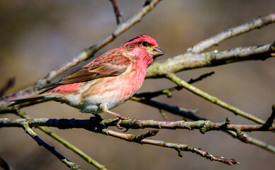 Purple Finch (Male)-6063