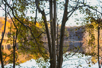 Naklejka na ściany i meble A group of trees beside a lake in autumn at dusk