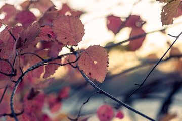 close-up of autumn leaves at sunset beside a lake