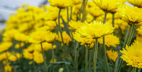 Obraz premium Beautiful flowers.