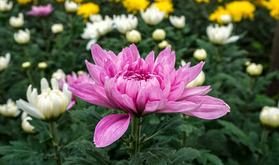 Fototapeta premium flowers