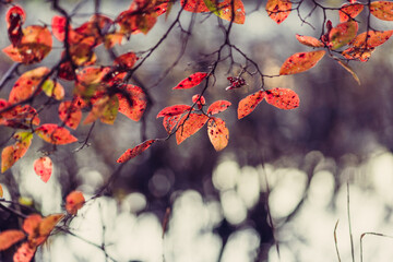 close-up of autumn leaves at sunset beside a lake