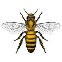 Honey bee illustrated in a vintage style.  Yellow is isolated on a separate layer.