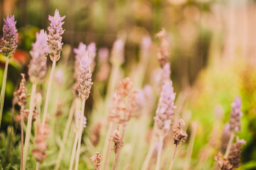 flowers in the grass