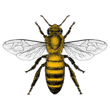 Honey bee illustrated in a vintage style.  Yellow is isolated on a separate layer.