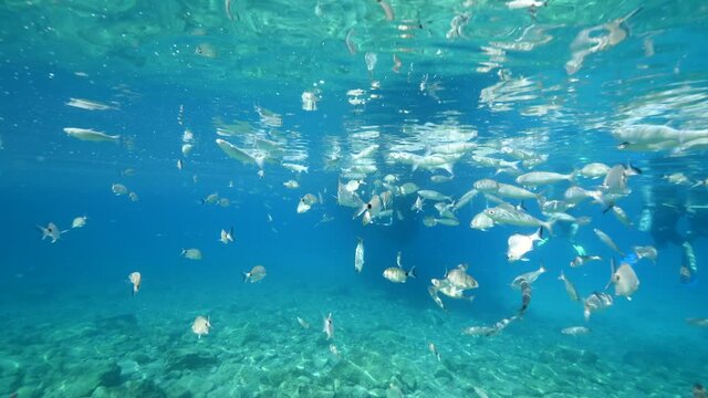 underwater fish scenery from mediterranean  sea breams ocean scenery underwater landscape seabreams