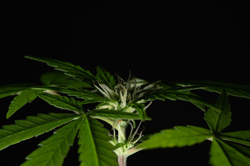 Marijuana cannabis female flower plant macro